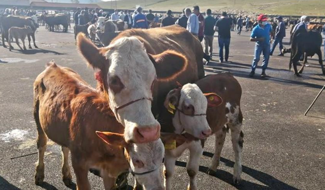 Bayburt’ta şap alarmı: 14 köy ve 4 mahalle karantinaya alındı!