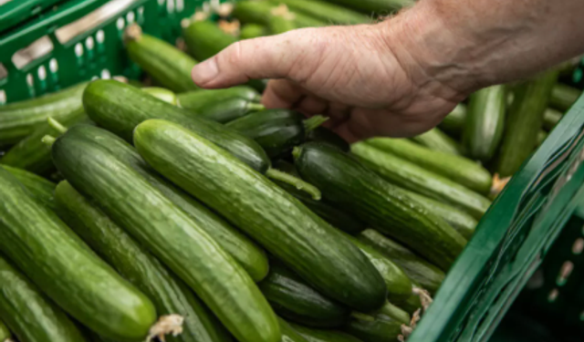 Raflardan toplatılıyor! Marketlerde satılan salatalık acilen geri çağırıldı!