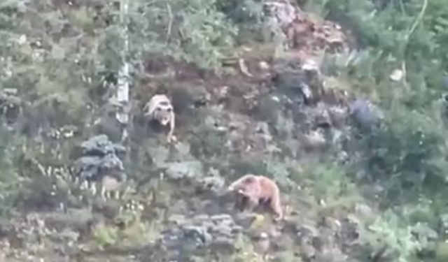 Gümüşhane’de köye inen ayılar böyle görüntülendi