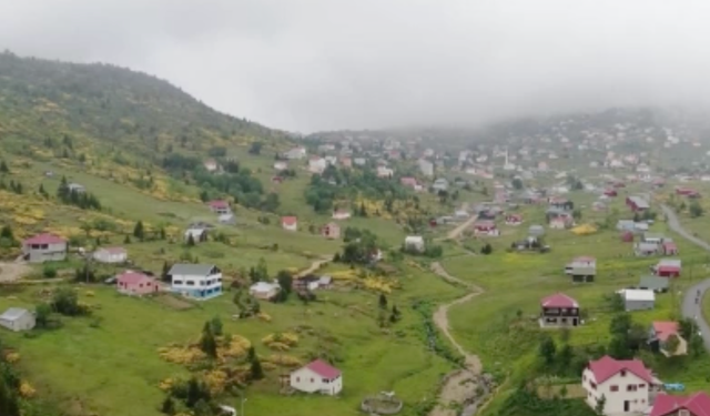 Karadeniz'de ağaç sınırı daha yukarı kayıyor!