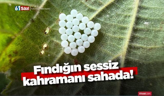 Fındığın sessiz kahramanı sahada!