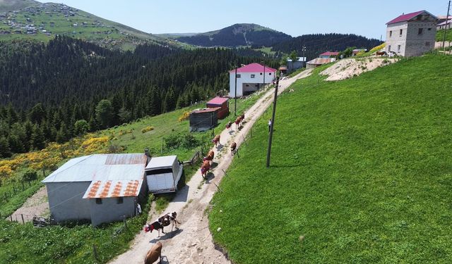 Karadeniz’de türkülü manili renkli yayla göçü
