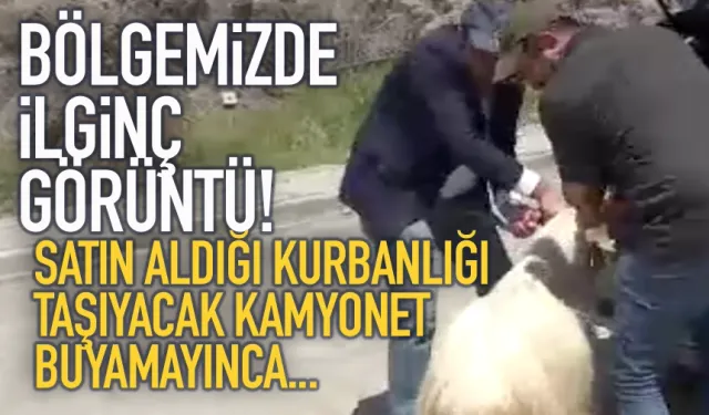 Kamyon bulamayınca kurbanlığı böyle taşıdı...