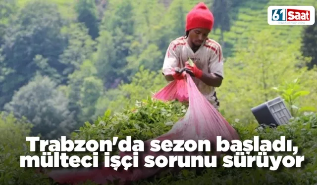 Trabzon'da sezon başladı, mülteci işçi sorunu sürüyor
