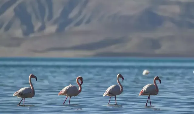 Kuş cenneti Erçek Gölü’nde kuraklık alarmı: Flamingo sayısı hızla düşüyor