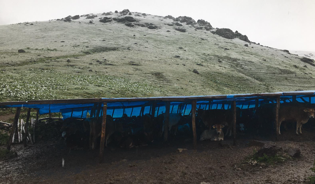 Temmuzda kar sürprizi! Karadeniz yaylaları beyaza büründü