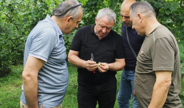 Trabzon’da 2025 fındık rekoltesi için çotanak sayımı başladı!
