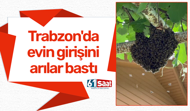 Trabzon'da evin girişini arılar bastı