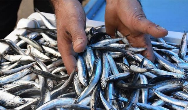 Hamsi yılın ilk yarısında 19 ülkeden alıcı buldu