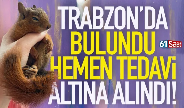 Trabzon'da bulundu, hemen tedavi altına alındı!