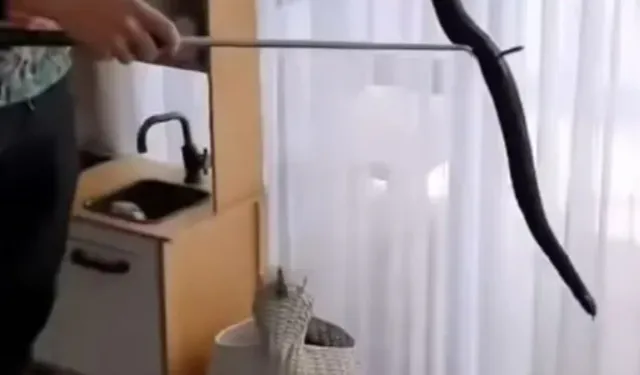 Avustralya’da oyuncak sepetinden zehirli yılan çıktı