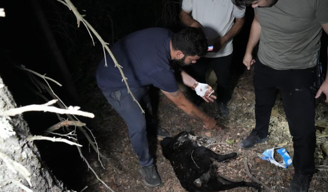 Gümüşhane Cumhuriyet Başsavcılığı köpek ölümleriyle ilgili soruşturma başlattı