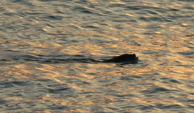 Karadeniz'de sık görülmeleri vatandaşları tedirgin etmişti! Uzmanı konuştu