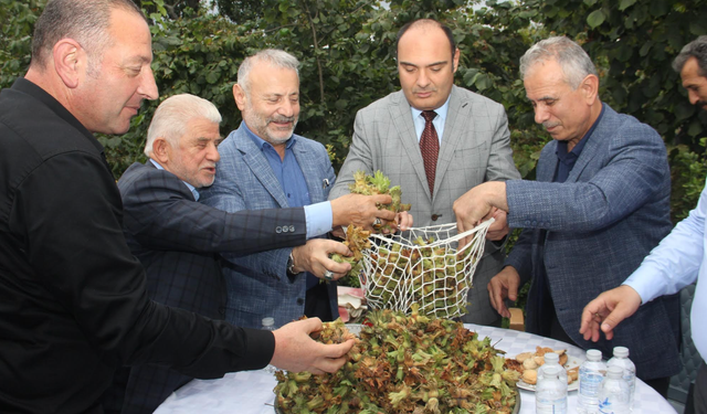 Çukurçayır’da örnek bahçede sembolik fındık hasadı…