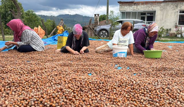 Üreticilerin fındık kurutma mesaisi başladı
