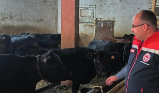 Bayburt'ta etçi ırk damızlık hayvan kontrolleri yapıldı