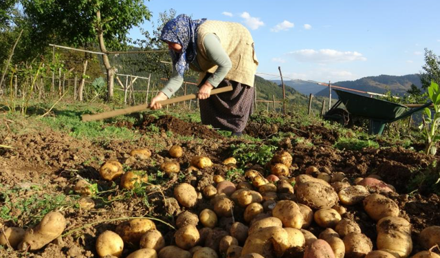 Giresun yaylalarında patates hasadı başladı
