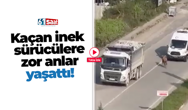 Kaçan inek sürücülere zor anlar yaşattı!
