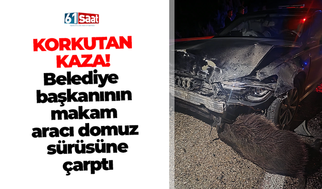 Korkutan kaza! Belediye başkanının makam aracı domuz sürüsüne çarptı!