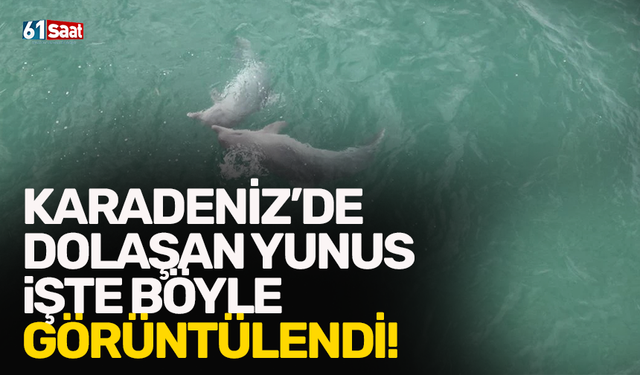 Karadeniz'de dolaşan yunus işte böyle görüntülendi!