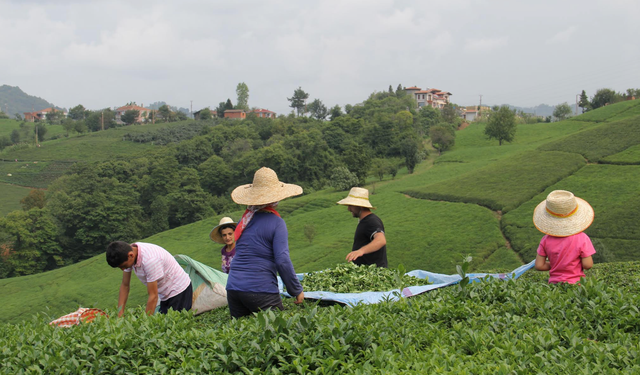 ÇAYSİAD Başkanı Kar: “Gençler çaydan uzaklaşıyor, nedenlerini görmek zorundayız”