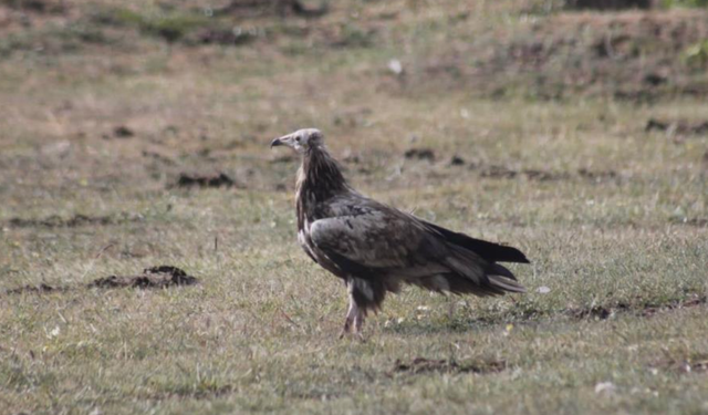 Bayburt’ta nesli tehlike altında olan Mısır Akbabası görüldü
