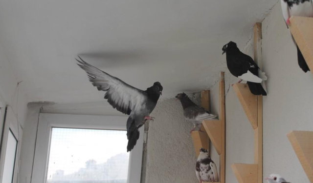 Türk fısıldayıcısı Bayburt Güvercini sesiyle büyülüyor