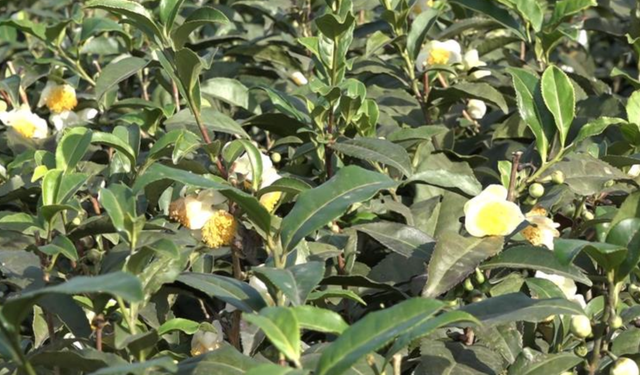 Çay çiçeği çayı için dikkat çeken gelişme