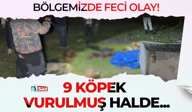 Bölgemizde feci olay! 9 köpek vurulmuş halde bulundu...