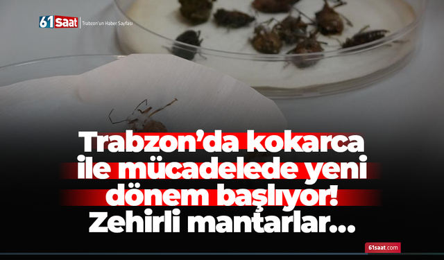 Trabzon’da kokarca ile mücadelede yeni dönem başlıyor! Zehirli mantarlar…