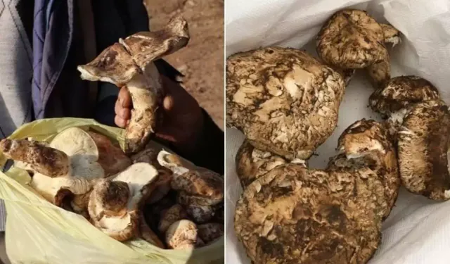 Japonya’dan Adana dağlarına! Sedir Mantarı şifa deposu oldu