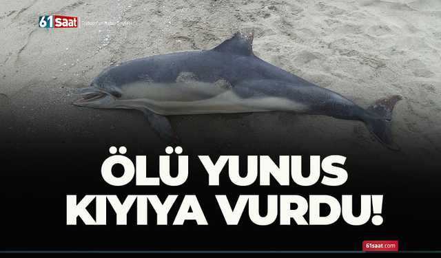 Ölü yunus kıyıya vurdu!