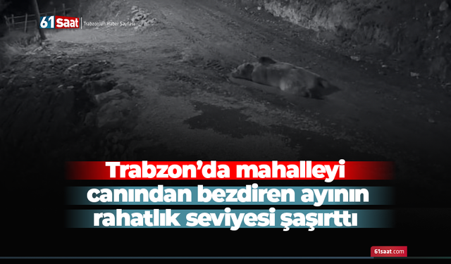 Trabzon’da mahalleyi canından bezdiren ayının rahatlık seviyesi şaşırttı