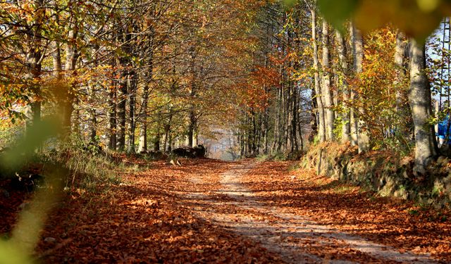 Trabzon'da doğa şöleni!