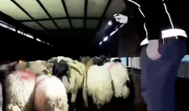 Hayvanların karın boşluklarına uyuşturucu gizlediler!