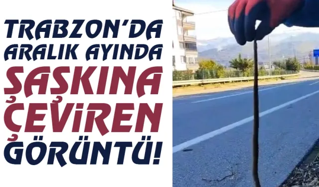 Trabzon'da Aralık ayında şaşkına çeviren görüntü...