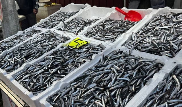 Hamsi 150 liradan alıcı buldu