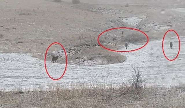 Bayburt’ta kurt sürüleri köy yerleşimlerine indi