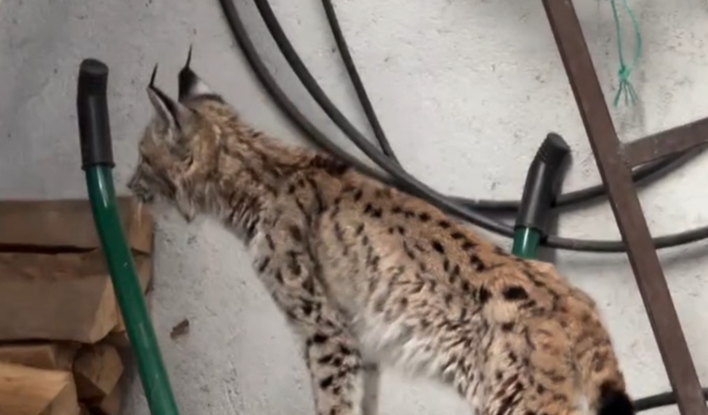 Yolunu şaşıran vaşak ilçe merkezine indi