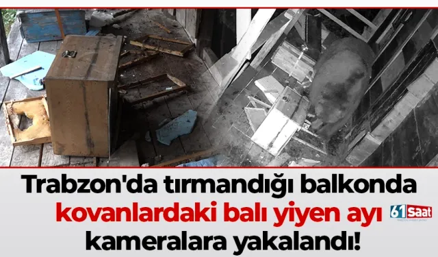Trabzon'da tırmandığı balkonda kovanlardaki balı yiyen ayı kameralara yakalandı!