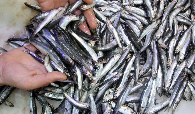Karadeniz'de hamsi bereketi yaşanıyor