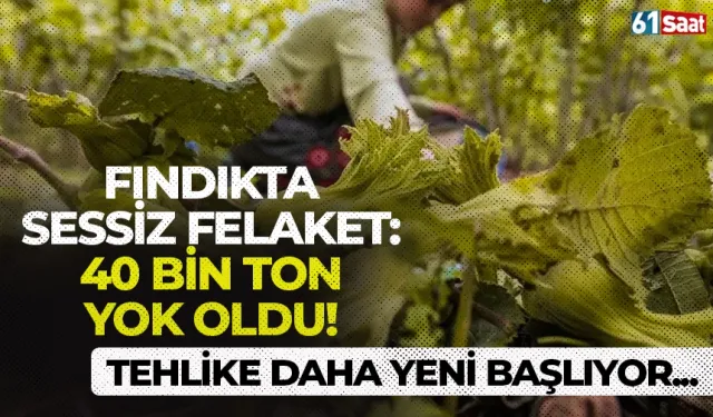 Fındıkta sessiz felaket: 40 bin ton yok oldu! Tehlike daha yeni başlıyor...