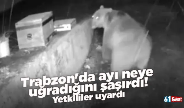 Trabzon'da ayı neye uğradığını şaşırdı! Yetkililer uyardı