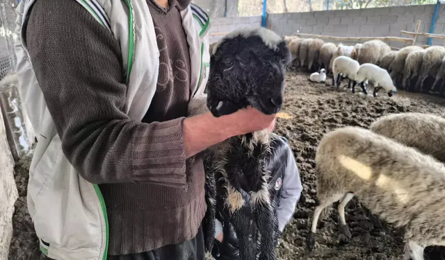 2 kafası, 4 gözü var! Besici gördüğü karşısında şok oldu