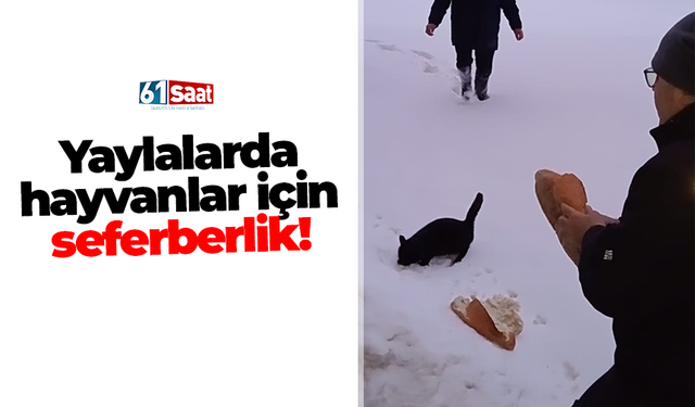 Yaylalarda hayvanlar için seferberlik!