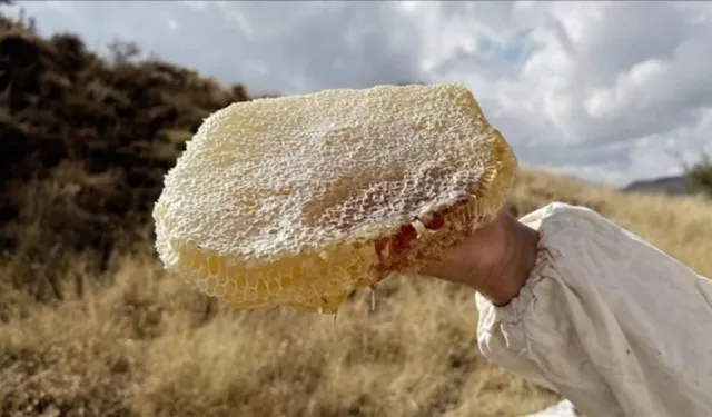 Kilosu  11 bin 118 euro! Satış rekoruyla Guinness'e girdi