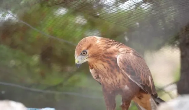 11 bin yaban hayvanı tedavi edilerek doğaya salındı