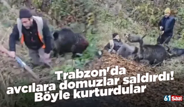 Trabzon'da avcılara domuzlar saldırdı! Böyle kurturdular