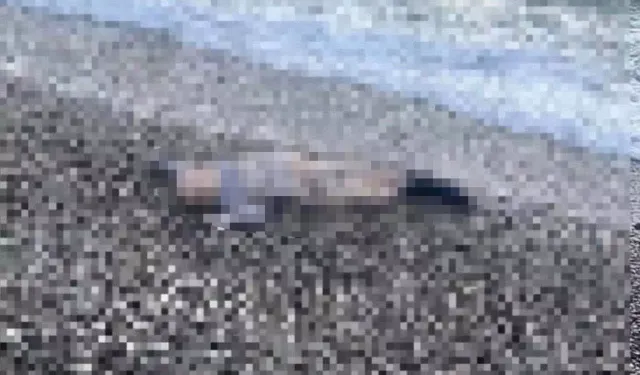 İzmir’de sır olay: Sahile vurmuş çocuk cesedi bulundu