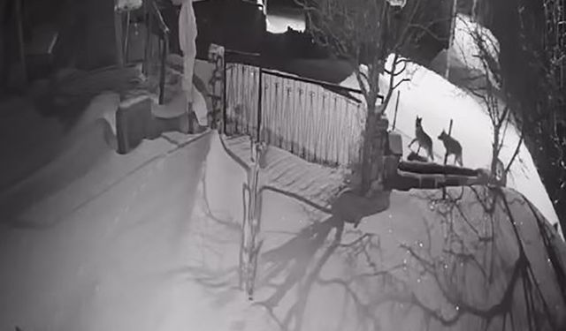 Artvin’de aç kalan kurt sürüsü yerleşim alanına indi